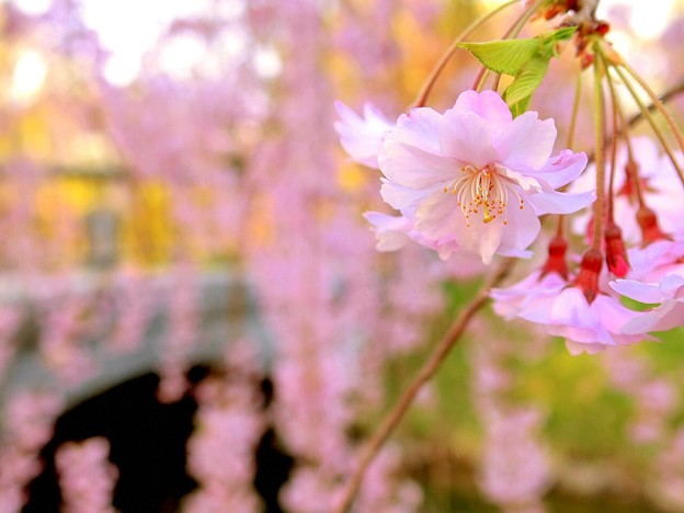 写真: 一輪の枝垂れ桜の輝き〜♪