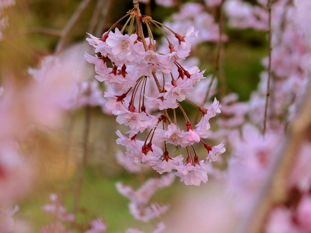 写真: 枝垂れ桜の覗き見〜♪