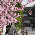 写真: 鶴岡八幡宮　早咲きの桜が1本