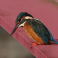 写真: カワセミ 翡翠 Kingfisher