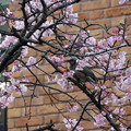 写真: 誕生日の桜