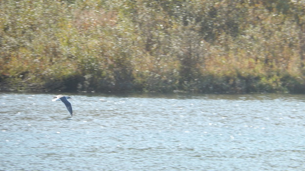 写真: 近所の川にいる野鳥