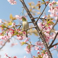 江戸川土手の河津桜とメジロ１