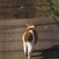 写真: 市川市大町公園の猫１