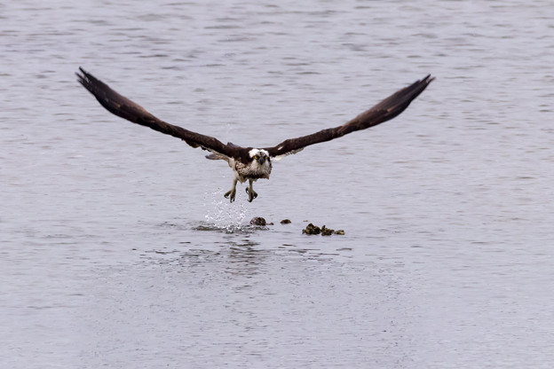 写真: ミサゴ　水中から飛出し　３