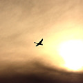 写真: 夕陽の白鳥　2