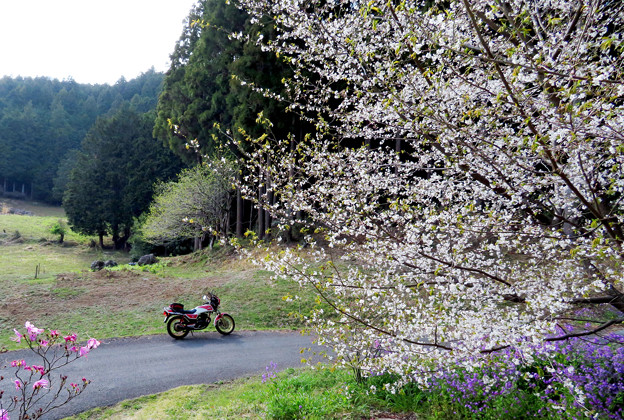 写真: 七重休憩所　山桜