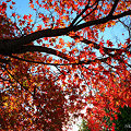 写真: 秋満開