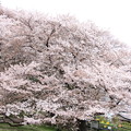 20150404桜（公園）10