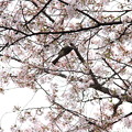 20150404桜（公園）20 鳥も