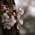 20160402桜（公園）4