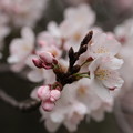写真: 20160402桜（公園）6