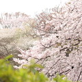 20160402桜（公園）13