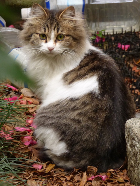 写真: 庭に佇む仔猫?