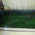 写真: 野沢温泉・滝の湯