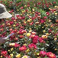 写真: ５月　神代植物公園　バラ