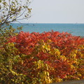 写真: 海辺の紅葉