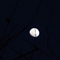 写真: in the moonlight.