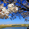 写真: 渡良瀬旧川の桜3