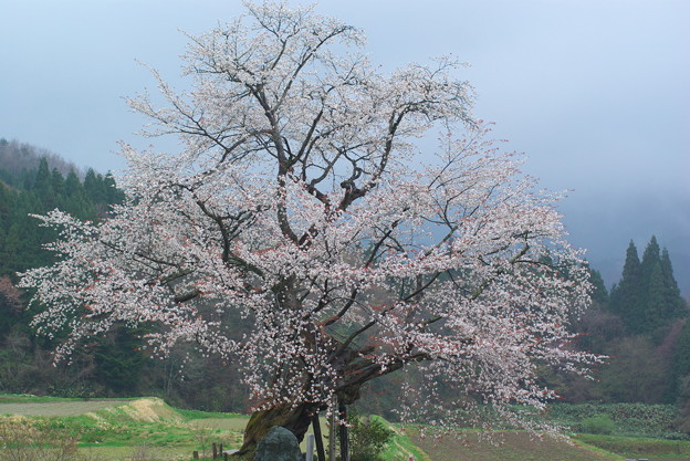 写真: 尾所（おそ）の桜