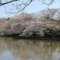 鶴岡八幡宮 源平池の桜