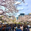 写真: はじまりの桜並木