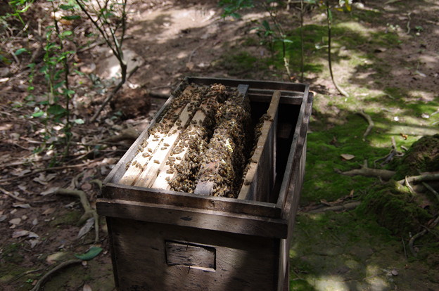 写真: 養蜂の蜂の巣