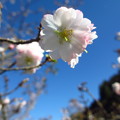 写真: 山里の十月桜