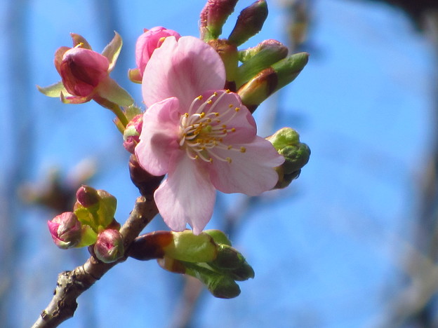 写真: 河津桜咲く