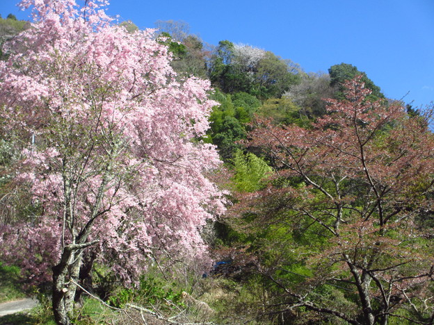 写真: 鎌沢の風景