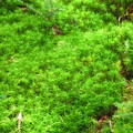 写真: 緑の苔