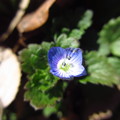 写真: 青い花