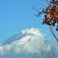 写真: 富士山を仰ぎ見る