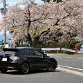 経ヶ岬の桜と我が愛車