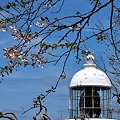 最果ての桜と灯台