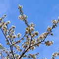 青空と経ヶ岬の桜