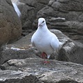 写真: 白い鳩は岩場を来る