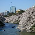 東京の桜♪