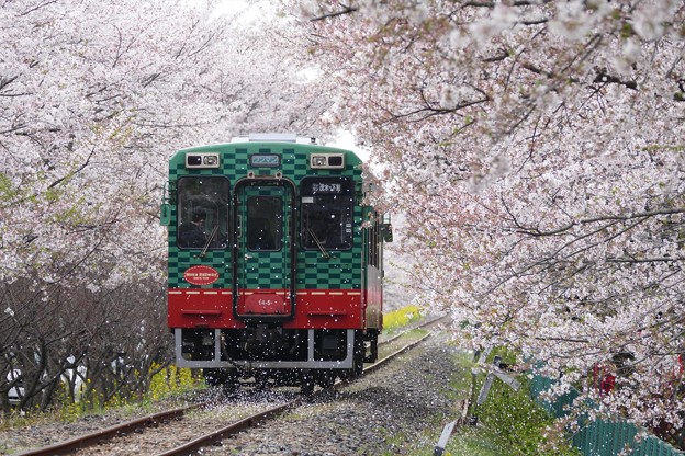 写真: 桜舞うローカル線♪