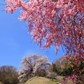 写真: 桜満開♪