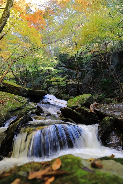 写真: 秋色の渓谷