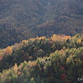 写真: 秋の林道