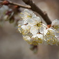 写真: 早咲き　カラミザクラ