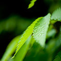 写真: 葉っぱと水滴