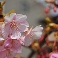 写真: 公園の桜