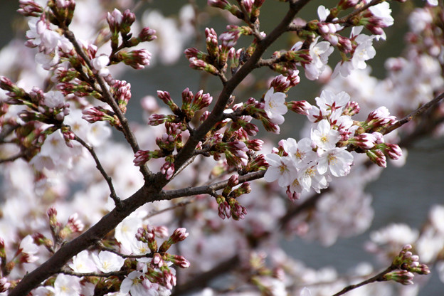 写真: つぼみの桜