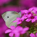 写真: 花と蝶(2)