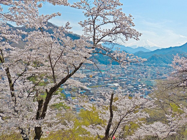 写真: 春の富士(2)