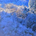 写真: 裏高尾の雪景色