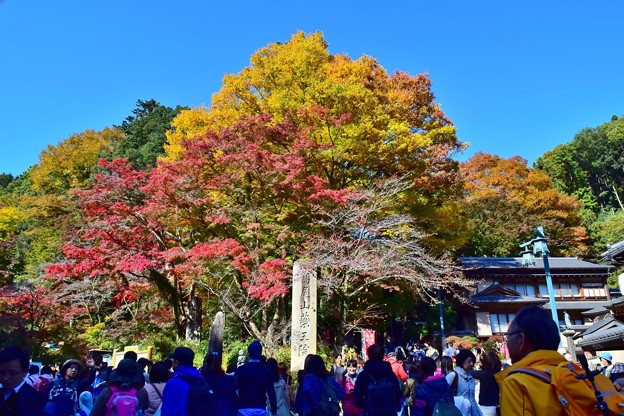 写真: 高尾山の秋景色(5)